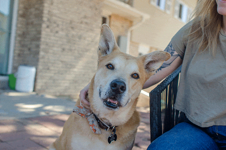 how do you make a street dog a friend