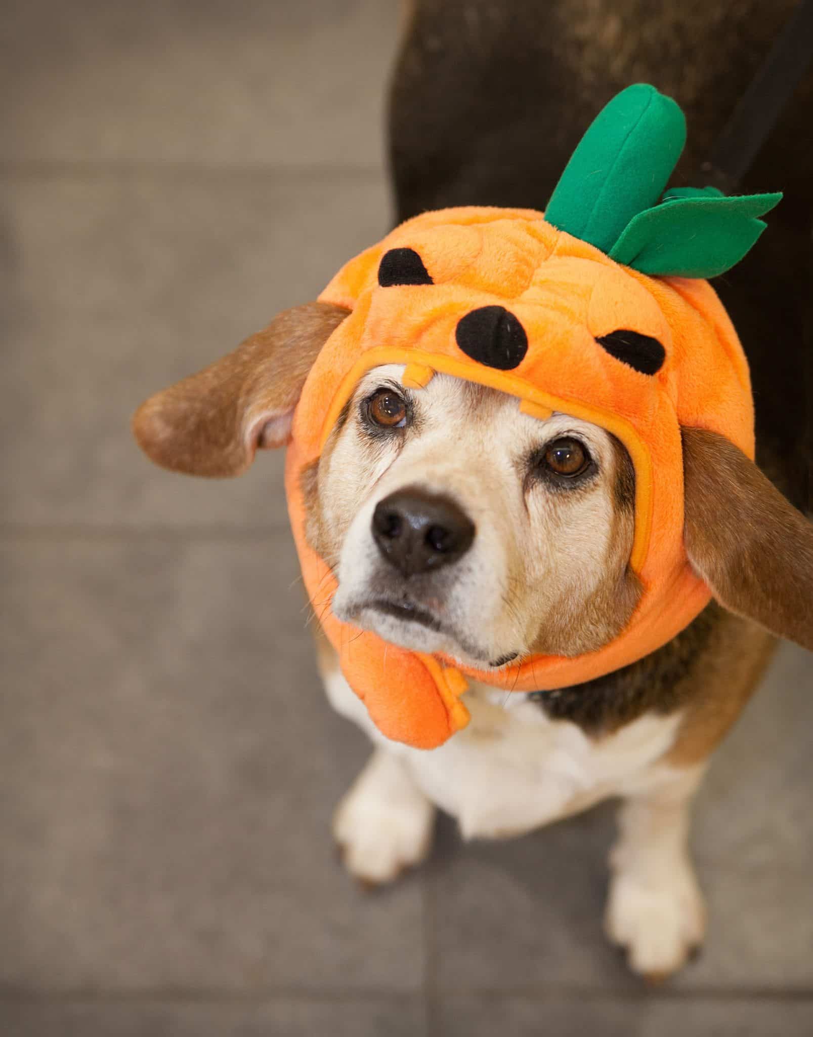 Pet Costume Contest - F&M Bank